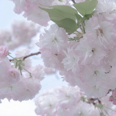 兽设比例设计入门FurryQQ群